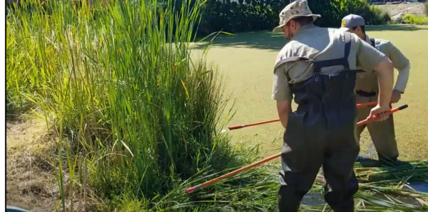 PondPal® Cattail and other aquatic weeds cutter - Image 7
