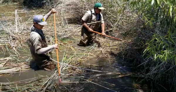 PondPal® Cattail and other aquatic weeds cutter - Image 6