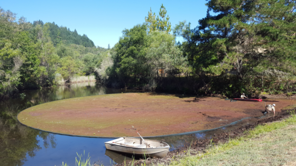Anaconda® Free floating aquatic weeds booms